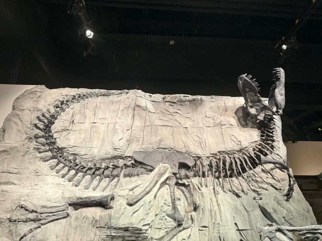 Large dinosaur fossil wall at Royal Tyrrell Museum
