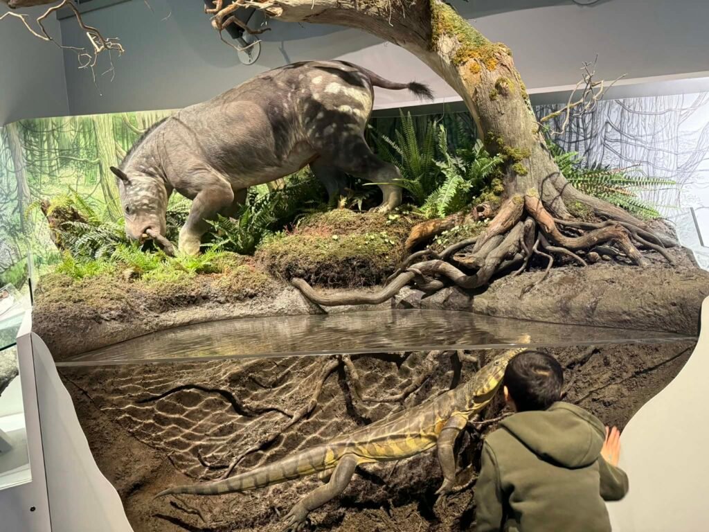 Interactive and educational displays at Royal Tyrrell Museum